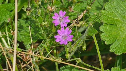 Fototapeta premium Sweden. Geranium pyrenaicum, otherwise known as hedgerow cranesbill or mountain cranesbill is a perennial species of plant in the family Geraniaceae. 