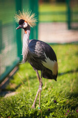 Ogrody magiczne na Zapopradziu w Muszynie. Mini-zoo