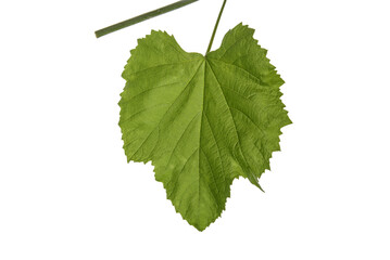 twigs of vine leaves
