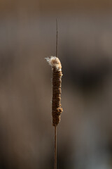 Dry Cattail Stalk with Fluffy Seeds in Minimalist Nature Macro Photography