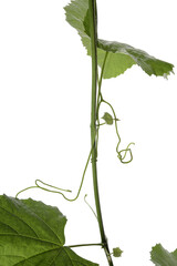 twigs of vine leaves
