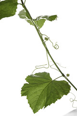 twigs of vine leaves
