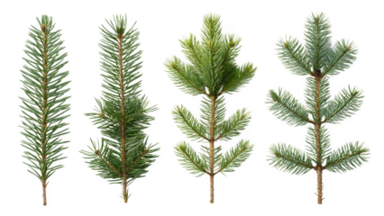 various fir branches decoration and for christmas isolated transparent background