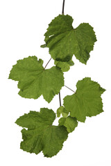 twigs of vine leaves