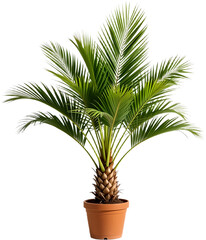 A vibrant palm tree in a terracotta pot, ready to enhance any space with its tropical charm. The image showcases a healthy plant