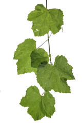 twigs of vine leaves