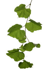 twigs of vine leaves