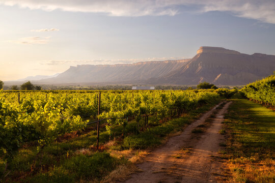 Sunset on Mt Garfield and the grape vineyards