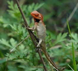 lizard on a branch