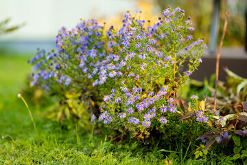Close-up of small purple chrysanthemums blooming in a garden with autumn light