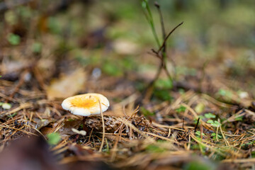 Bright orange mushroom with a red center grows among pine needles, twigs, and damp forest debris.