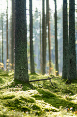 Serene Lithuanian forest with tall pines, moss-covered ground, and lush greenery creating a peaceful, untouched atmosphere.