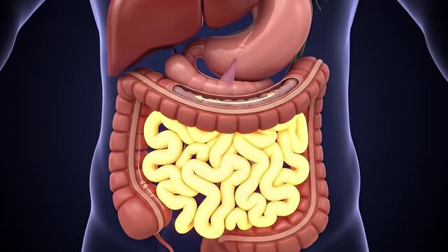 Digestive System Anatomy Animation with Stomach Movement