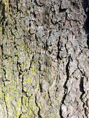 A detailed image of textured tree bark featuring beautiful moss accents