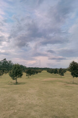green field and blue sky