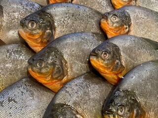Fresh pile of raw fish with shiny scales and orange details, perfect for seafood, market, or culinary concepts.