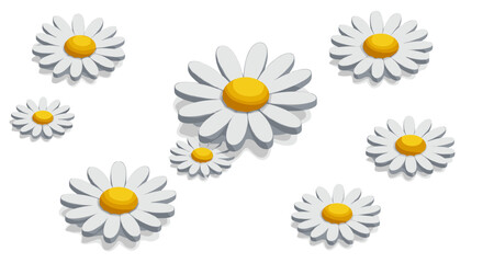 Realistic daisies on a white background