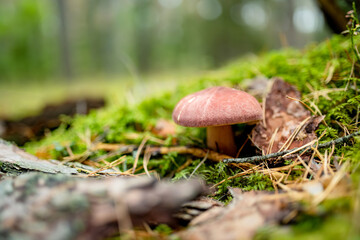 Solitary brown mushroom grows among moss, pine needles, and damp stones on the forest floor.