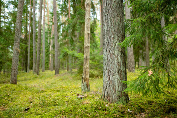 Obraz premium Serene Lithuanian forest with tall pines, moss-covered ground, and lush greenery creating a peaceful, untouched atmosphere.
