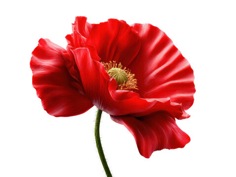 Poppy White Background Images – Browse 216,578 Stock Photos, Vectors ...