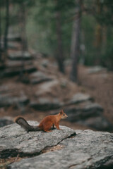 A squirrel sits on rocks in a pine forest