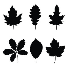 Autumn fall leaves silhouette set. Autumn black and white leaves, maple, acorn, oak, vine leaves, elm leaf