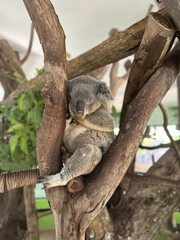 Koala Resting on a Tree Branch