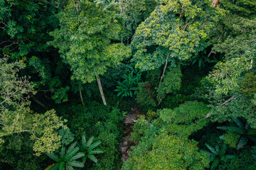 Aerial view of waterfalls and rainforests, forests and environmental conservation