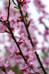 Obraz premium Blossoming pink flowers on branches against a blurred background during springtime in a tranquil garden setting