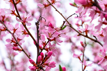 Fototapeta premium Beautiful pink blossoms on branches create a stunning display in spring, signaling the arrival of warmer weather and new beginnings in a vibrant garden setting