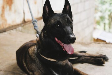 Belgian Malinois 