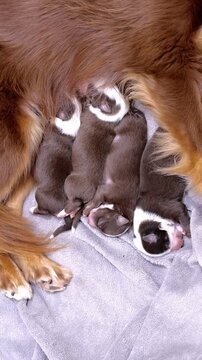 Mother dog is nursing her puppies