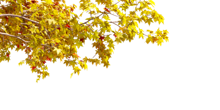 Close up autumn leaves tree branch isolated on white