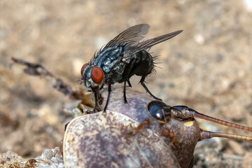 Fly on top of a grasshopper body. Macro photography close up look.

