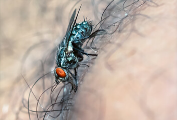 Fly on top of a human leg close up look. Macro photography.
