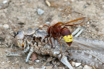 Oriental hornet on top of a grasshopper body.
