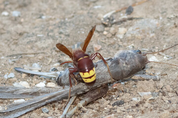 Oriental hornet on top of a grasshopper body. Macro photography.
