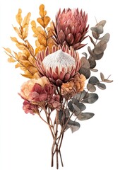 Illustration botanical flowers proteas.