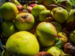 A close-up shot of a variety of garden apples.