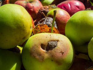 A close-up shot of a variety of garden apples.
