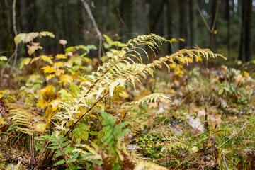 Close-up of mossy forest floor in Lithuania with lichen-covered branches and soft green textures.