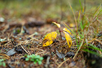 Close-up of mossy forest floor in Lithuania with lichen-covered branches and soft green textures.