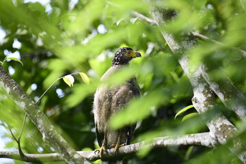 A stunning close-up of a Crested Serpent-Eagle perched in a tree, its piercing yellow eyes looking to the side. The image captures its speckled plumage and the lush green foliage surrounding it.