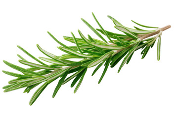 Fototapeta premium Fresh Rosemary Sprig: An up-close, enticing image of a vibrant green rosemary sprig. Delicately captured, inviting viewers to savor the aromatic freshness of the culinary herb.
