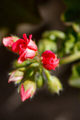red rose on black background