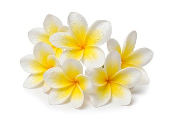 Beautiful white and yellow plumeria flowers aromatic fragrance tropical exotic bloom group isolated