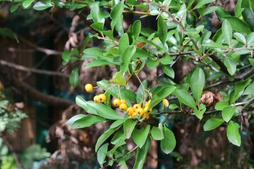 Gelbe Beeren am Strauch