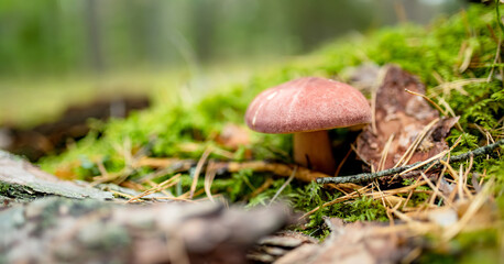 Solitary brown mushroom grows among moss, pine needles, and damp stones on the forest floor.
