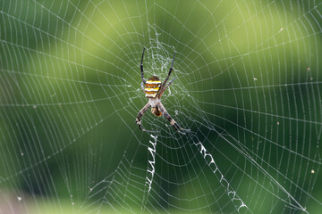 蜘蛛の巣にとまるコガネグモ