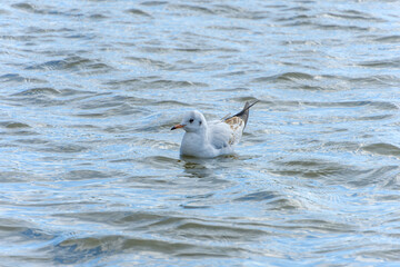 水面に浮かぶユリカモメ